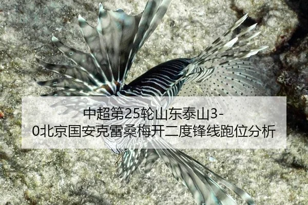 zhong-chao-di-lun-shan-dong-tai-shan-bei-jing-guo-an-ke-lei-sang-mei-kai-er-du-feng-xian-pao-wei-fen-xi-2-983.jpg
